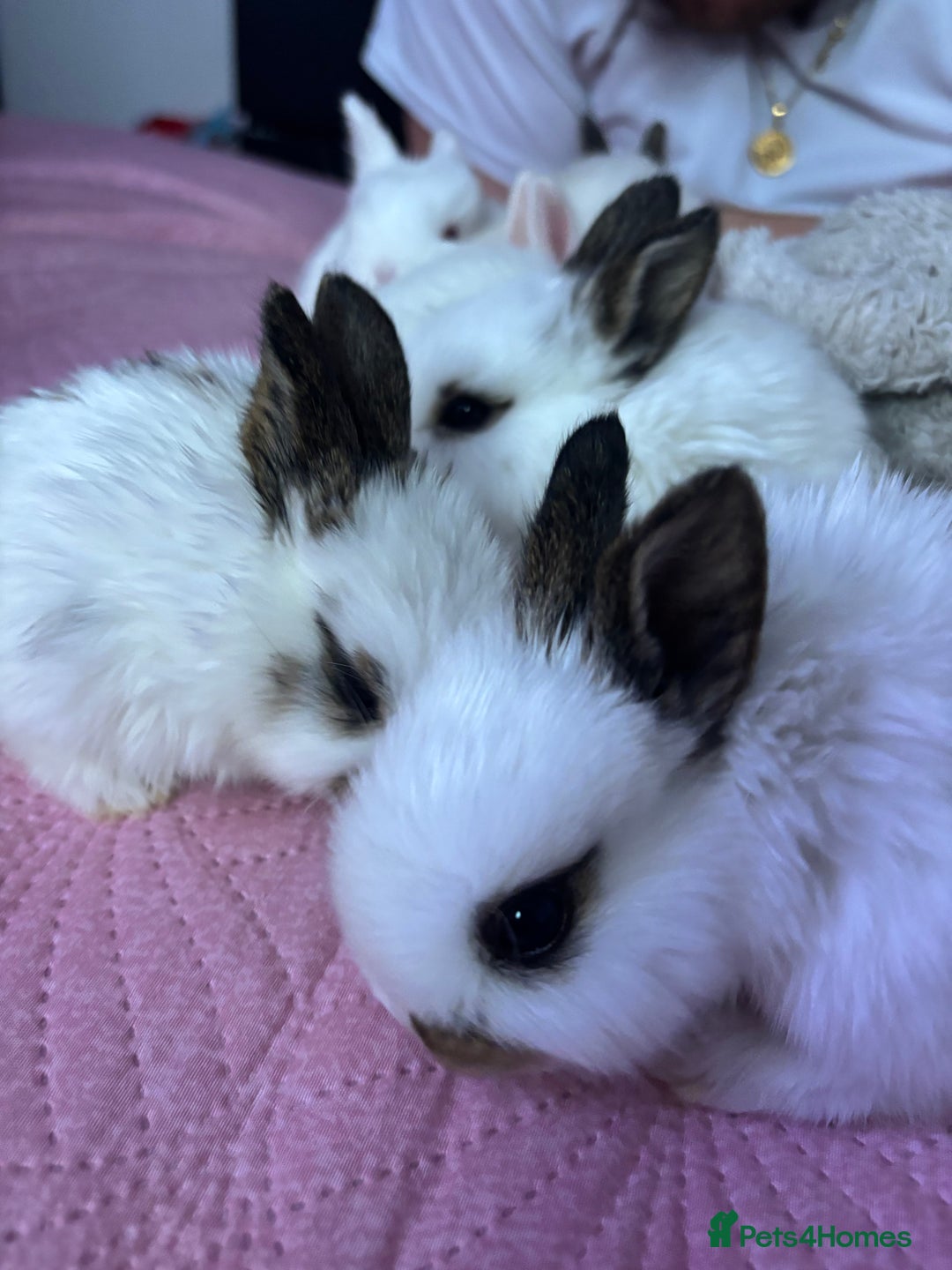 Mixed Breed rabbits for sale: 7 Gorgeous mixed dwarf hotot minilops  - Advert 5