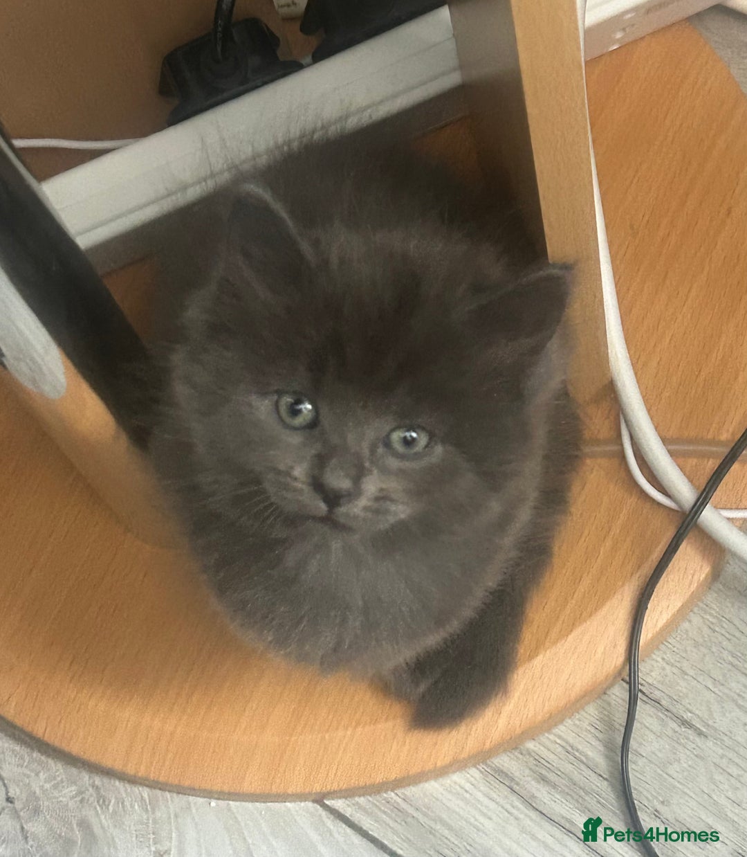 Russian Blue cats for sale: One male Russian blue kitten  - Image 2
