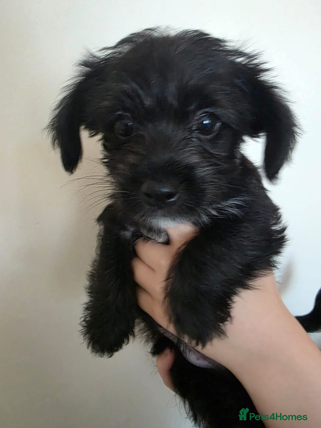 Mixed Breed dogs for sale: 💞 Beautiful Yorkie Russel Puppies 💞 - Image 33