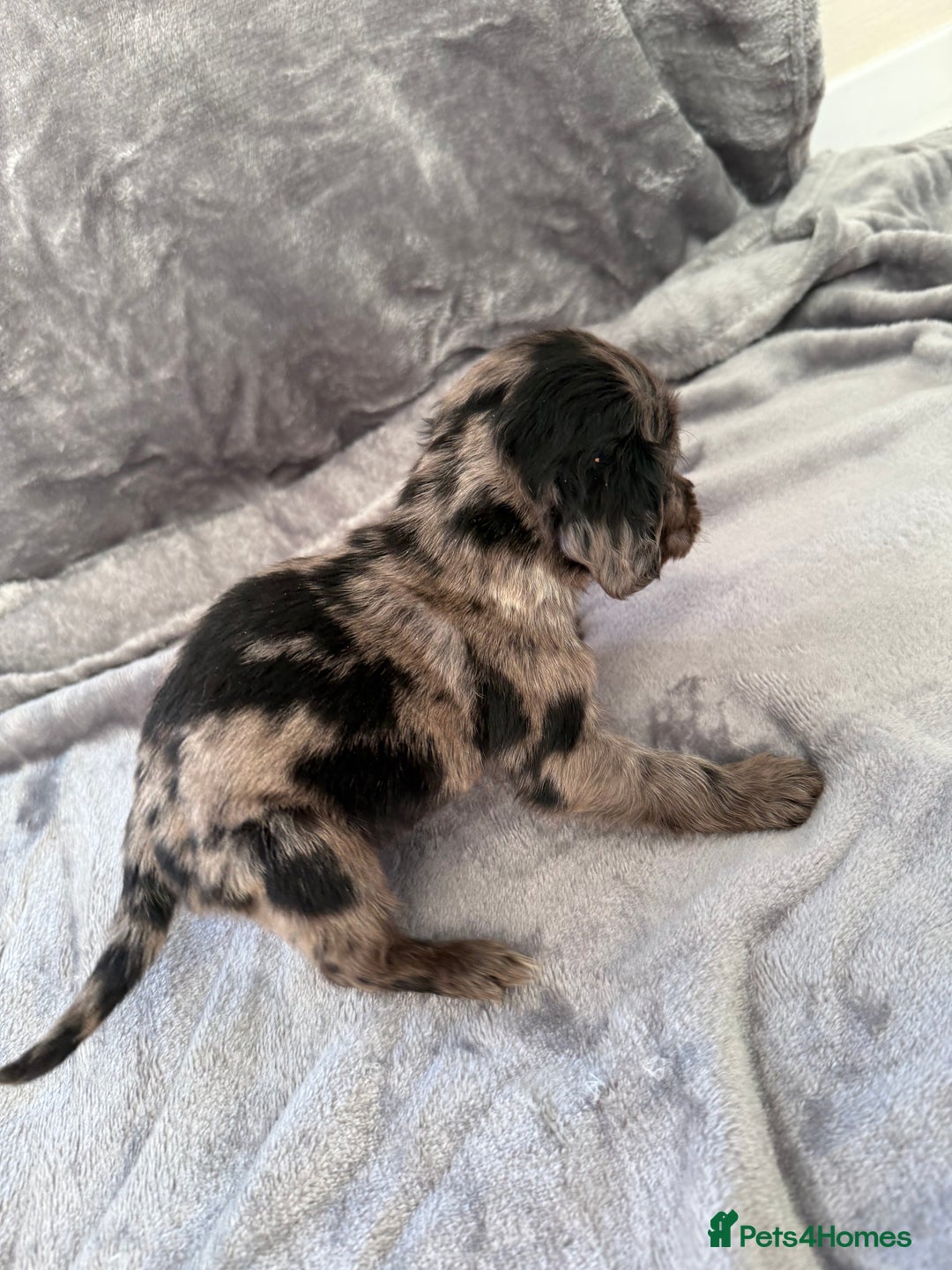 Cocker Spaniel dogs for sale: Cocker spaniel pups  - Advert 11