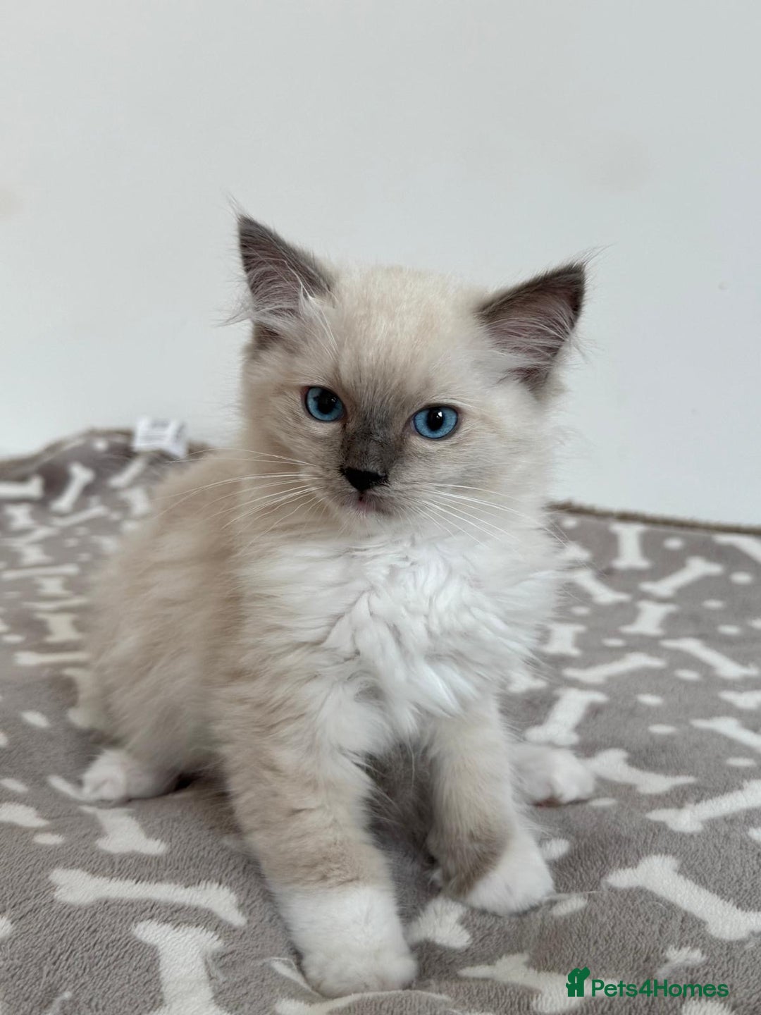 Ragdoll cats for sale: Ragdoll kitten - Image 5