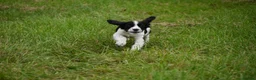 Cocker Spaniel dogs for sale: Mixed colour litter of working cockers  - Advert 10