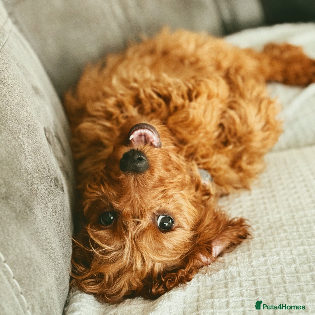 Cavapoo dogs for sale: Cavapoo for sale  - Advert 3