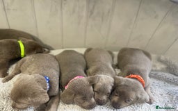 Labrador Retriever dogs for sale: Stunning silver Labradors puppy’s  - Advert 17