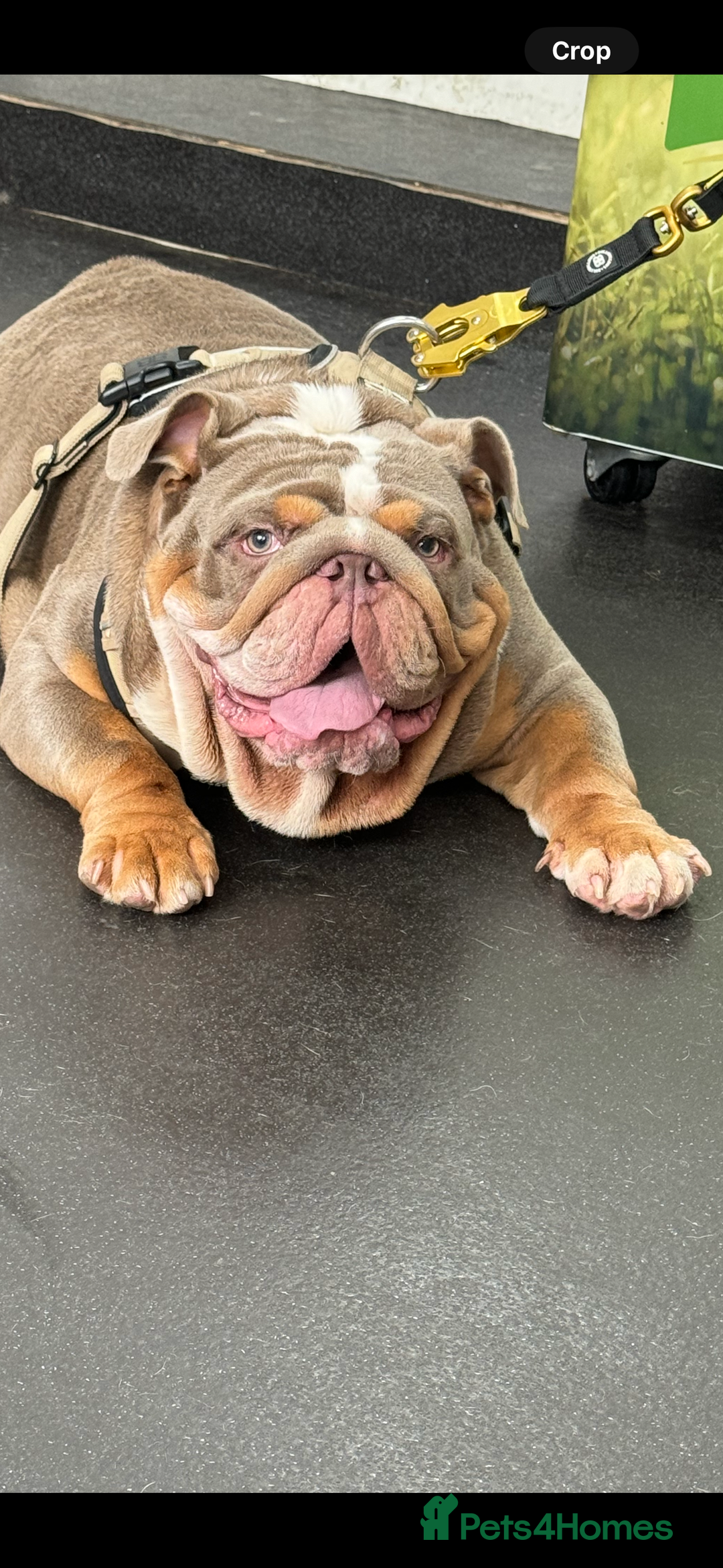 English Bulldog dogs for stud: FOR STUD 🔥Lilac tan tri english bulldog  in Wakefield - Advert 10