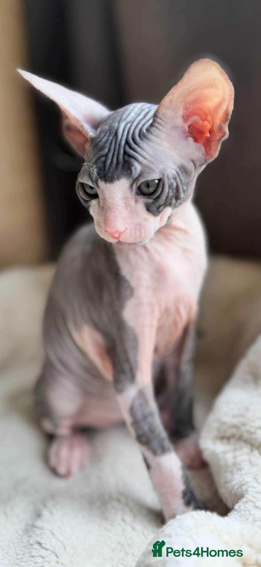 Sphynx cats for sale: Donskoy Sphynx Kittens - Image 18