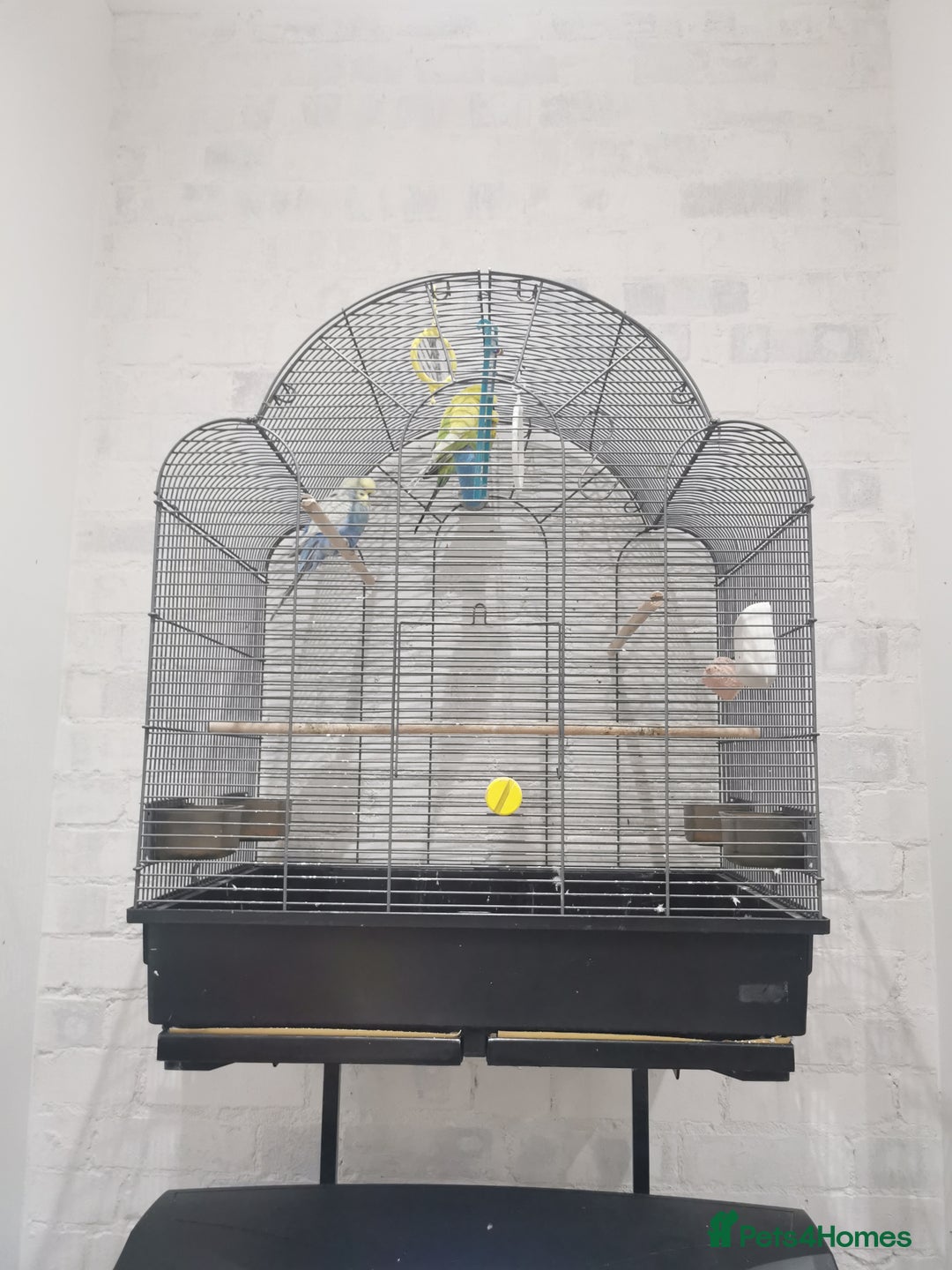 Budgerigars birds for sale: 2 boys and 1 girl budgies + big cage - Advert 5