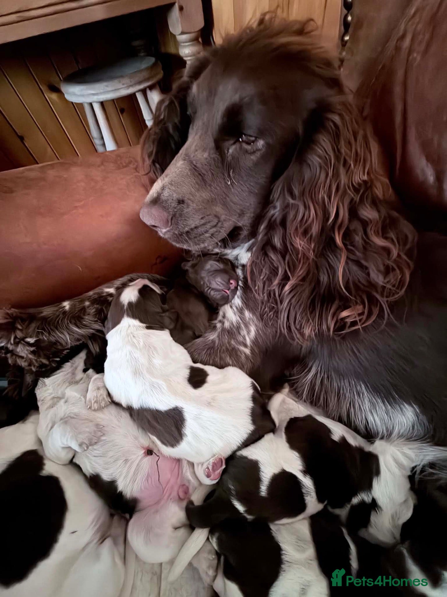 Cocker Spaniel dogs Cocker Spaniel puppies  - Advert 1