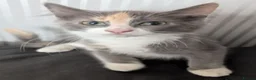 British Shorthair cats for sale: Kittens looking for a forever homes  - Advert 1