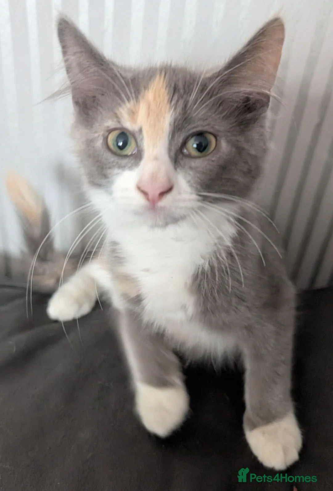 British Shorthair cats for sale: Kittens looking for a forever homes  - Advert 1