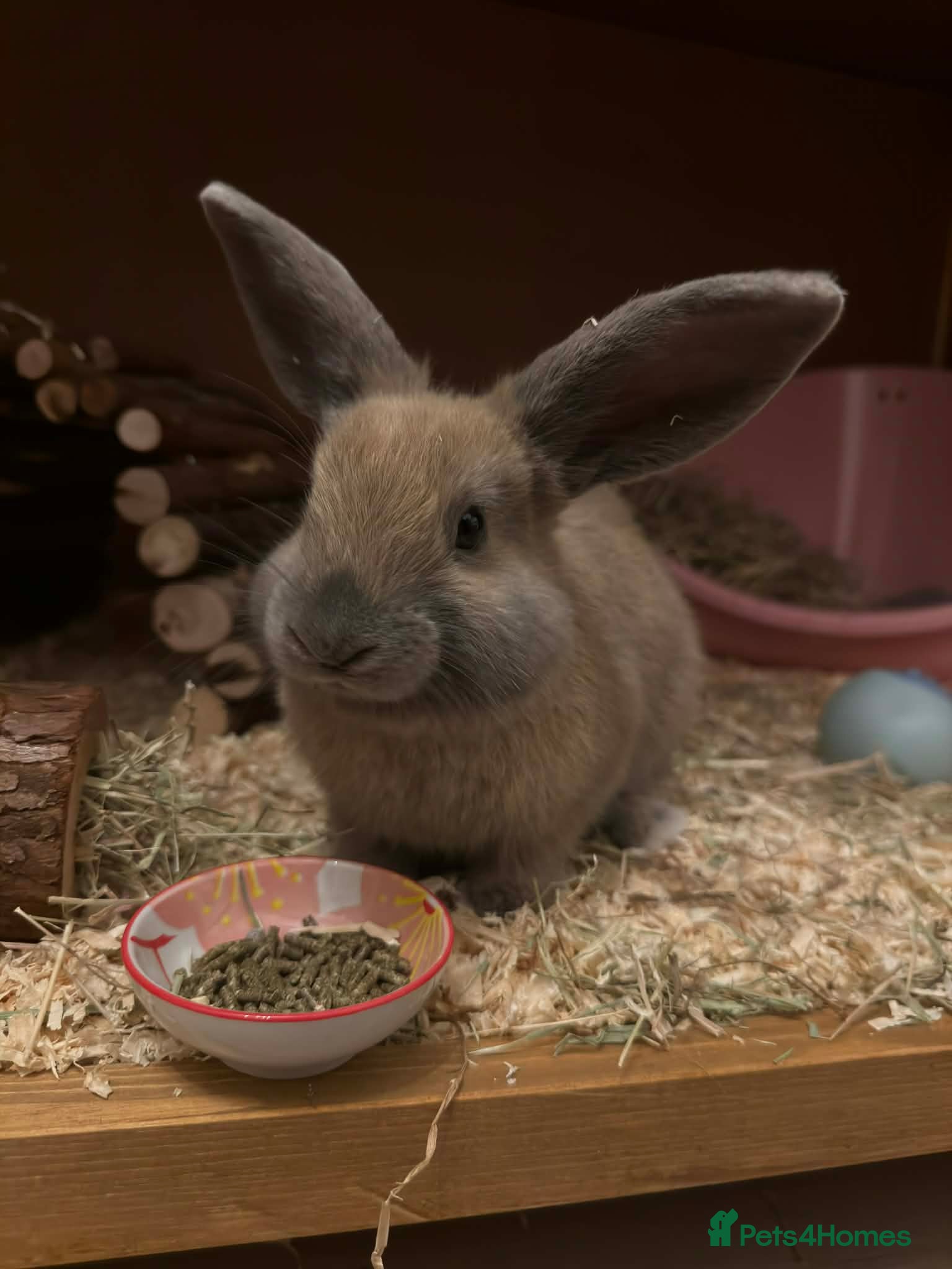 Mixed Breed rabbits Mr Chungus the bunny - Advert 1