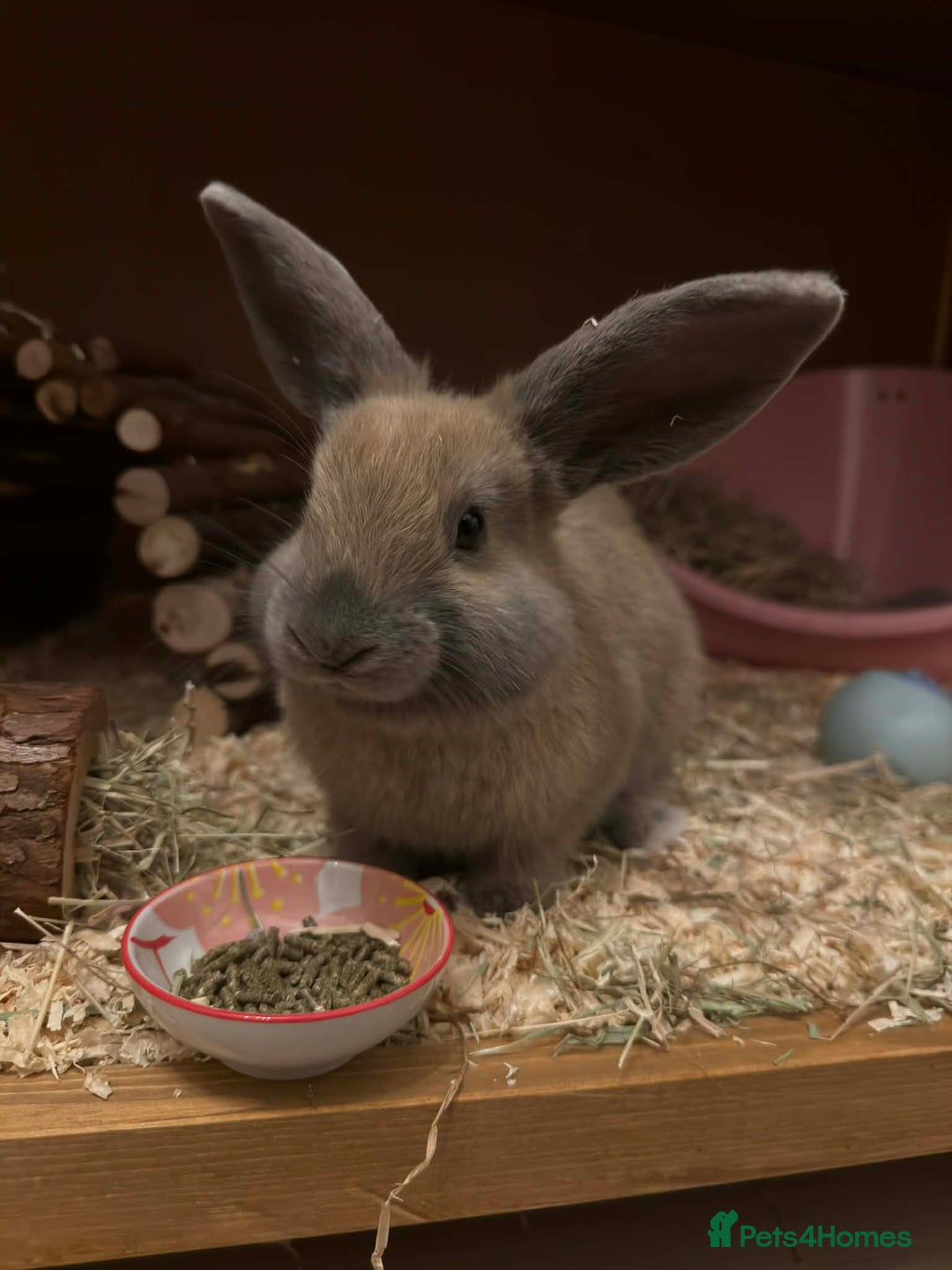 Mixed Breed rabbits for sale: Mr Chungus the bunny - Advert 1