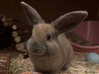 Mixed Breed rabbits Mr Chungus the bunny - Advert 1