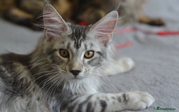 Maine Coon cats for sale: Tica Registered Maine Coon boy & girl *ready now* - Image 13
