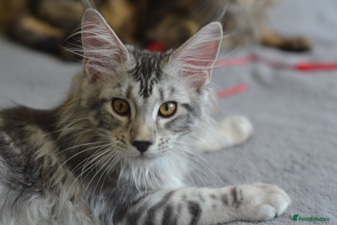 Maine Coon cats for sale: Tica Registered Maine Coon boy & girl *ready now* - Image 13