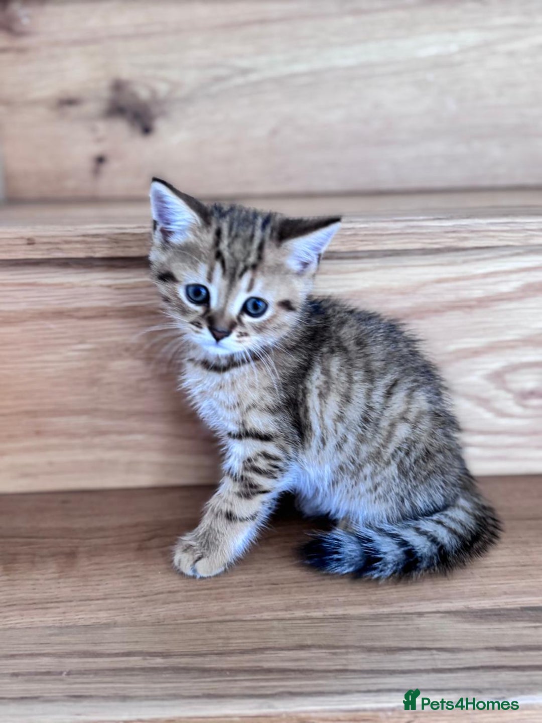 British Shorthair cats for sale: British Gold Shorthair - Image 5