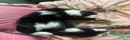 Mixed Breed cats for sale: BatCat  - Advert 5