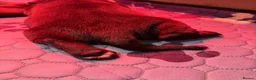 Cockerdor dogs for sale: 🐾F1 Cockerdor puppies🐾 in Braintree - Advert 8