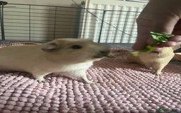 Guinea Pig rodents for sale: 2 LIGHTS BLONDE FEMALE GUINEA PIGS - Image 2