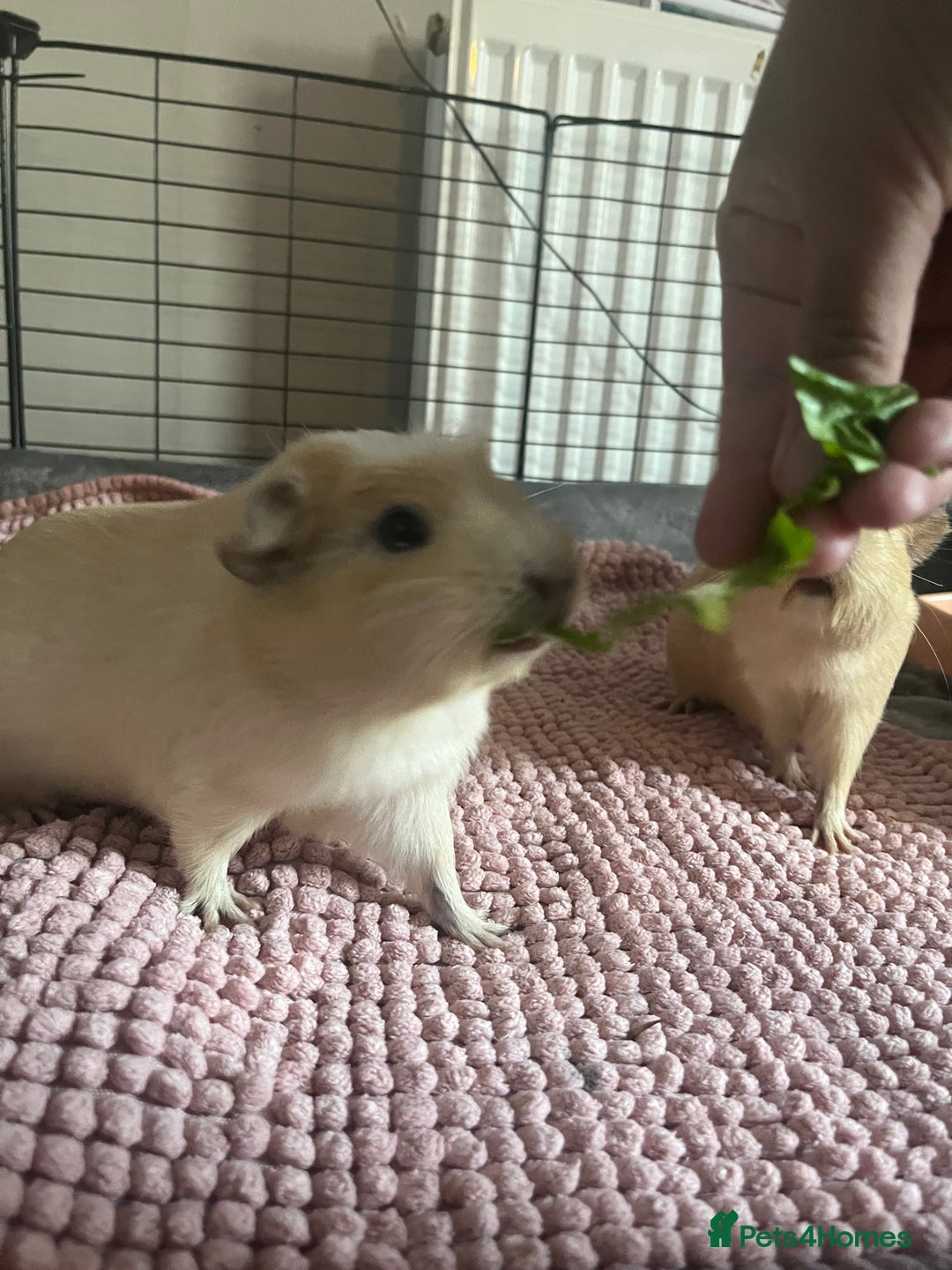 Guinea Pig rodents for sale: 2 LIGHTS BLONDE FEMALE GUINEA PIGS - Image 2
