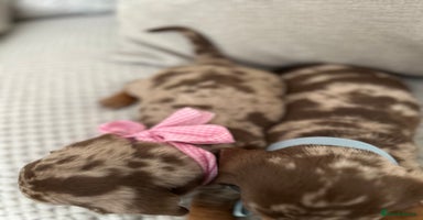 Dachshund dogs - Advert 5