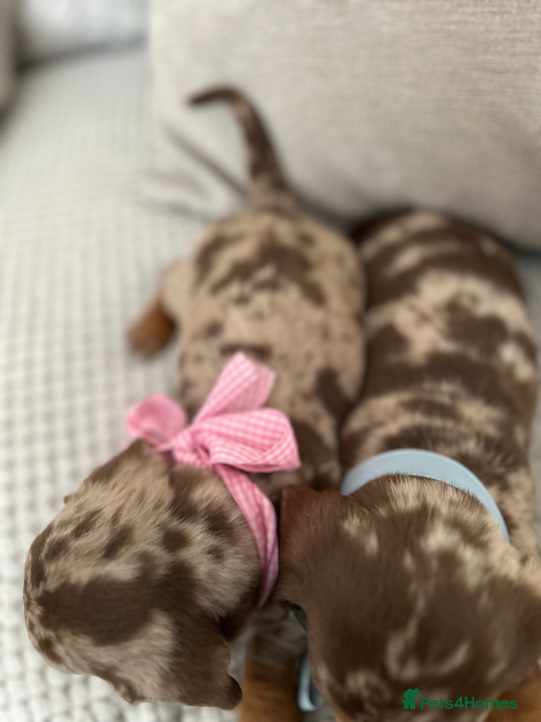 Dachshund dogs for sale: Minnature Long Haired Dachshund puppies  - Image 4