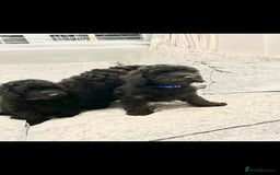 Cavapoo dogs for sale: Cavapoo  - Image 32