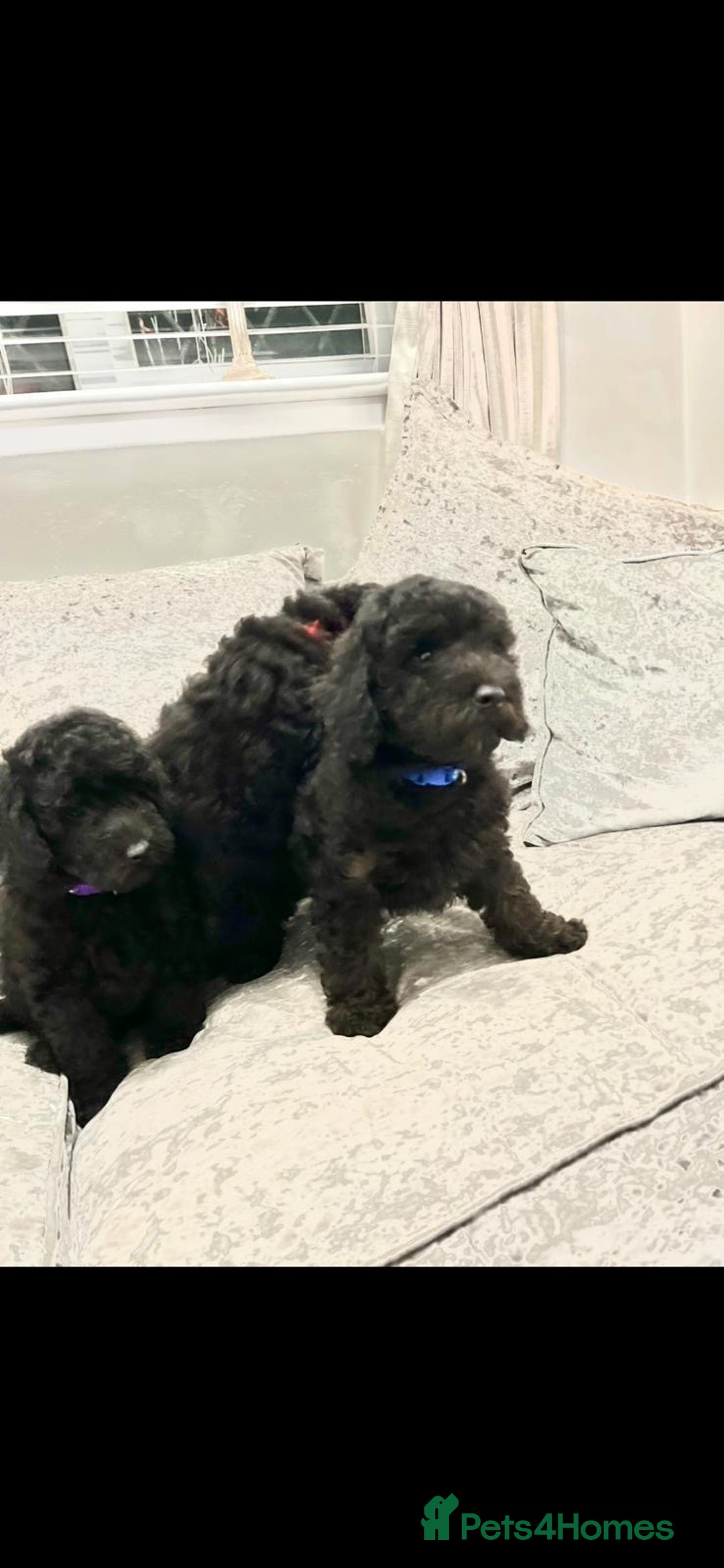 Cavapoo dogs for sale: Cavapoo  - Image 32