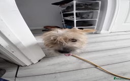 Cairn Terrier dogs for sale: KC registered Cairn terriers - Image 3