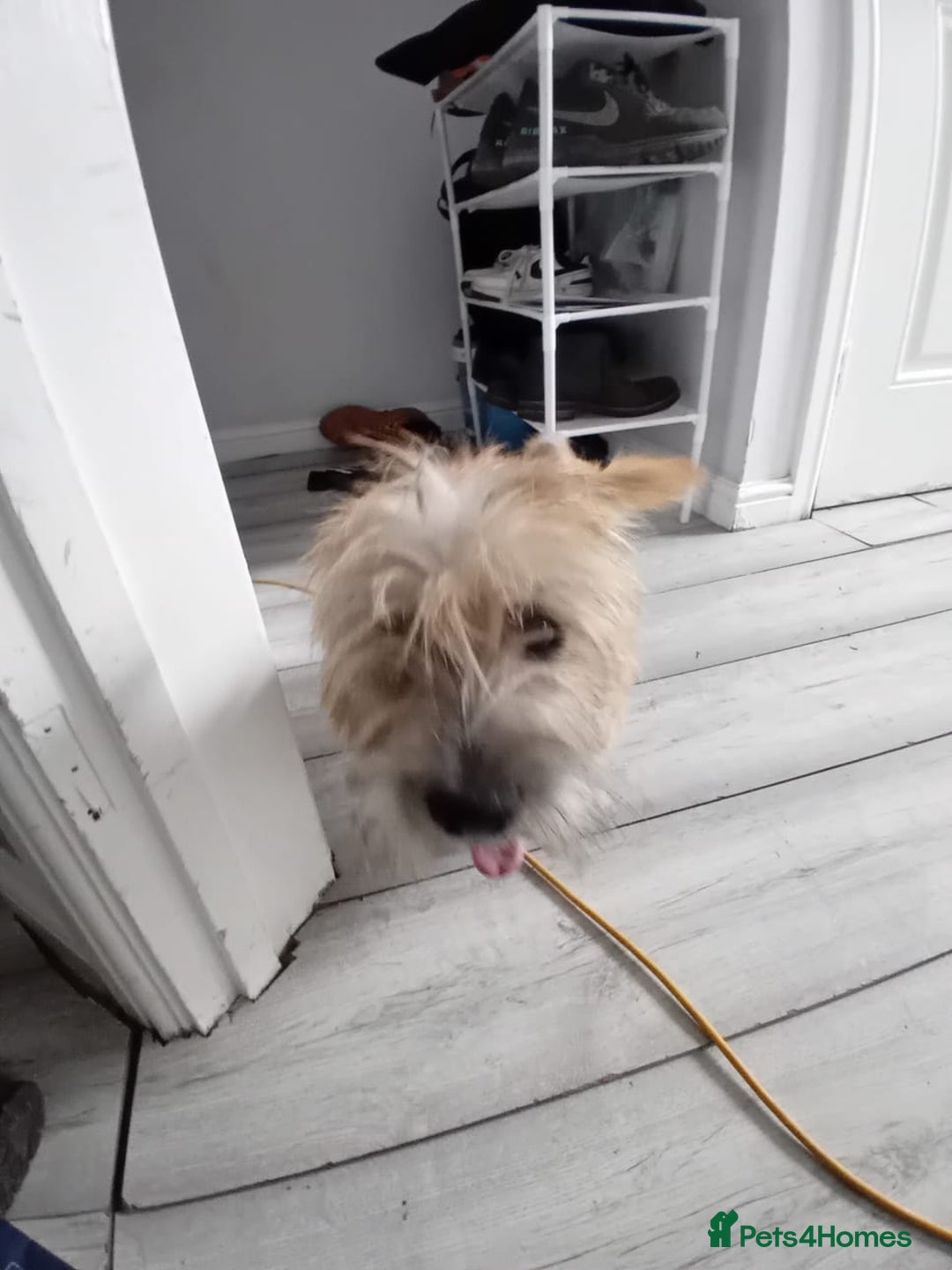 Cairn Terrier dogs for sale: KC registered Cairn terriers - Image 3