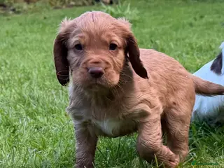 Cocker Spaniel dogs Working cocker spaniel puppies - Advert 1
