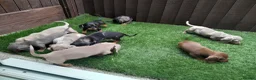 Dachshund dogs for sale: Dashund pups - Advert 11