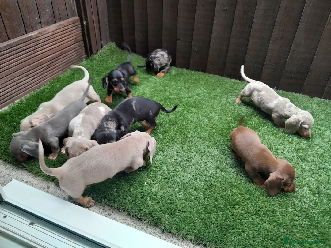 Dachshund dogs for sale: Dashund pups - Advert 11