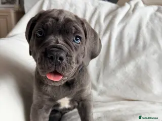 Cane Corso dogs Blue Cane Corso puppies - Ready in 1 weeks time! - Advert 10