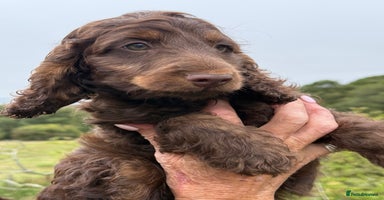 Cockapoo dogs - Advert 3