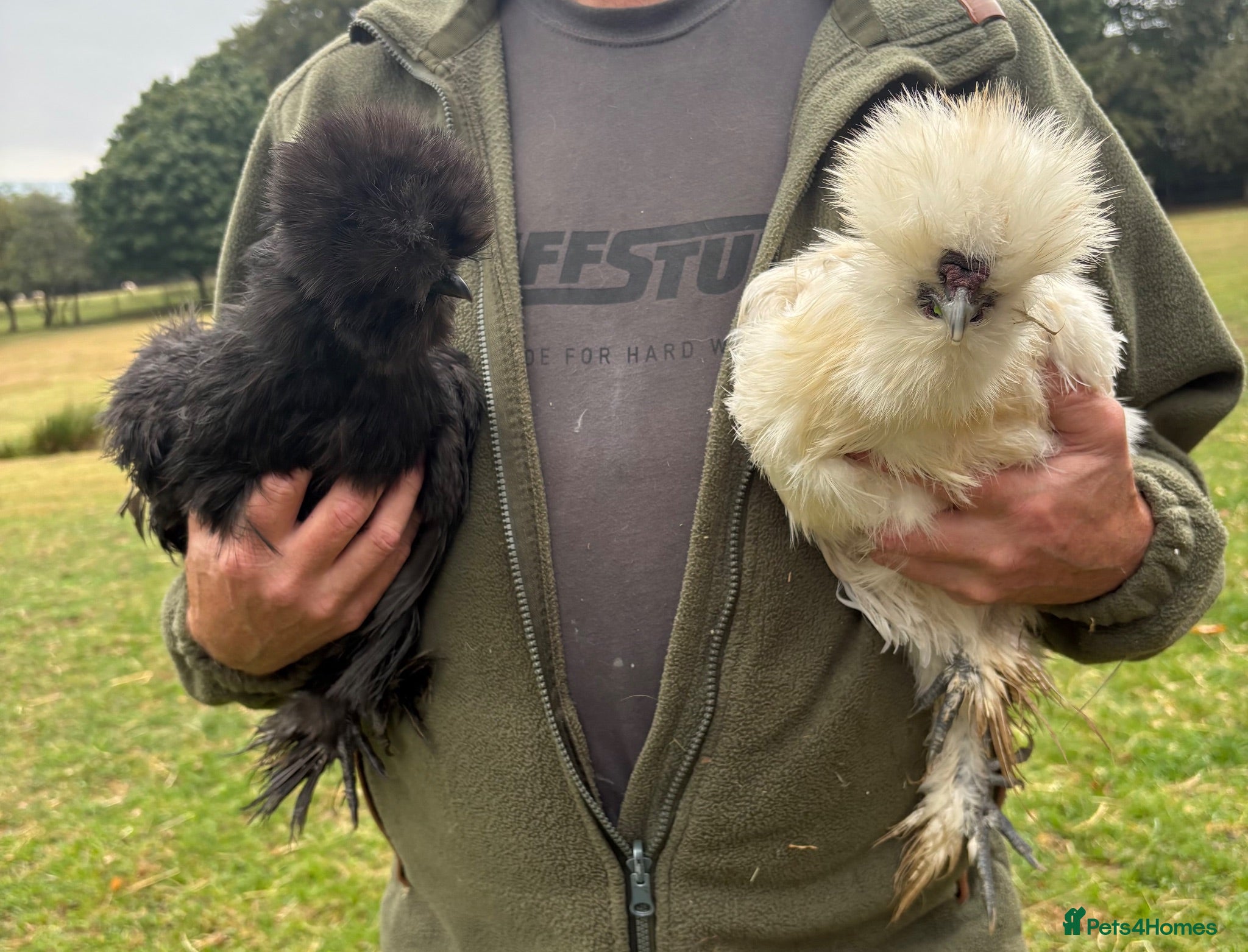 Chickens poultry 2 x pairs of bearded silkies  - Advert 1