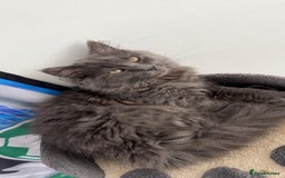 Mixed Breed cats for sale: Kitten for sale - Advert 1