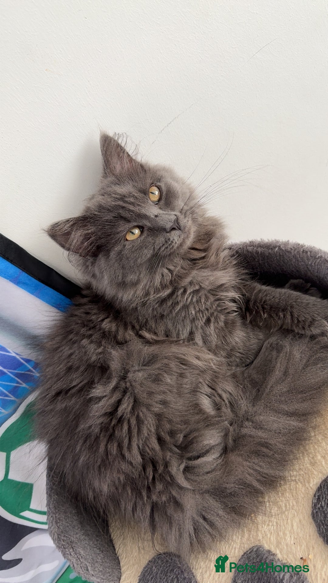 Mixed Breed cats for sale: Kitten for sale - Advert 1