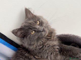 Mixed Breed cats Kitten for sale - Advert 16