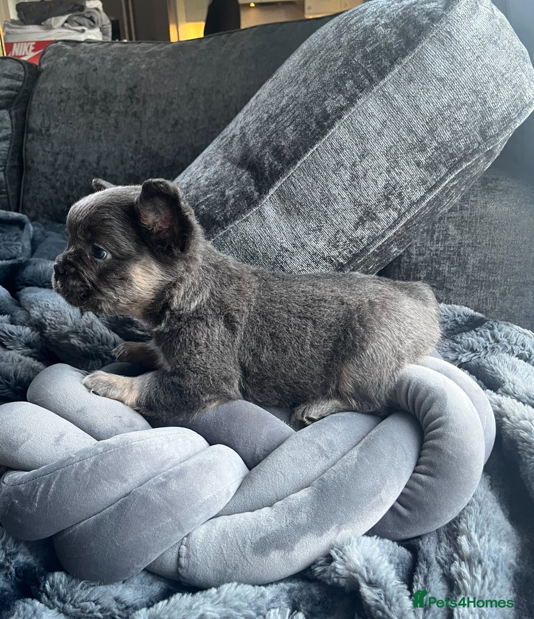 French Bulldog dogs for sale: Beautiful full fluffy frenchies  - Advert 16