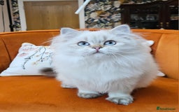Scottish Fold cats for sale: Excellent Scottish straight kittens  - Advert 16