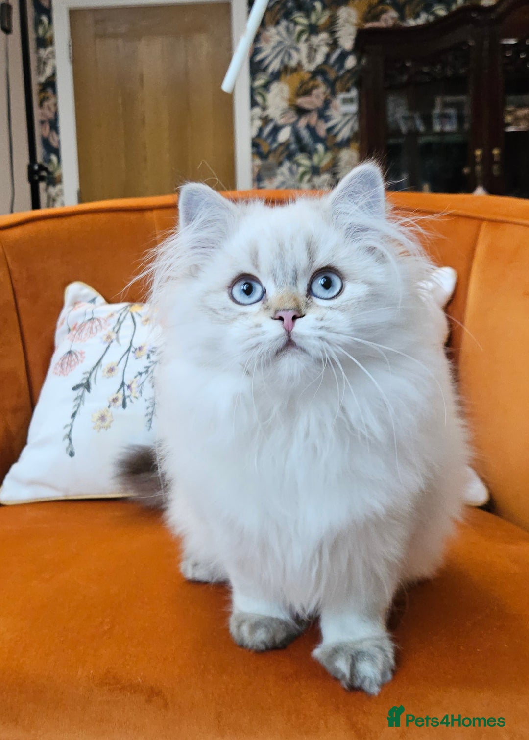 Scottish Fold cats for sale: Excellent Scottish straight kittens  - Advert 16