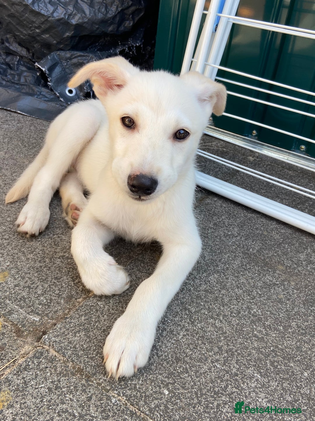 Mixed Breed dogs for sale: Huskador pup - Image 1