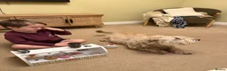 Glen of Imaal Terrier dogs for sale: Glen of Imaal Terrier Puppies - Advert 2