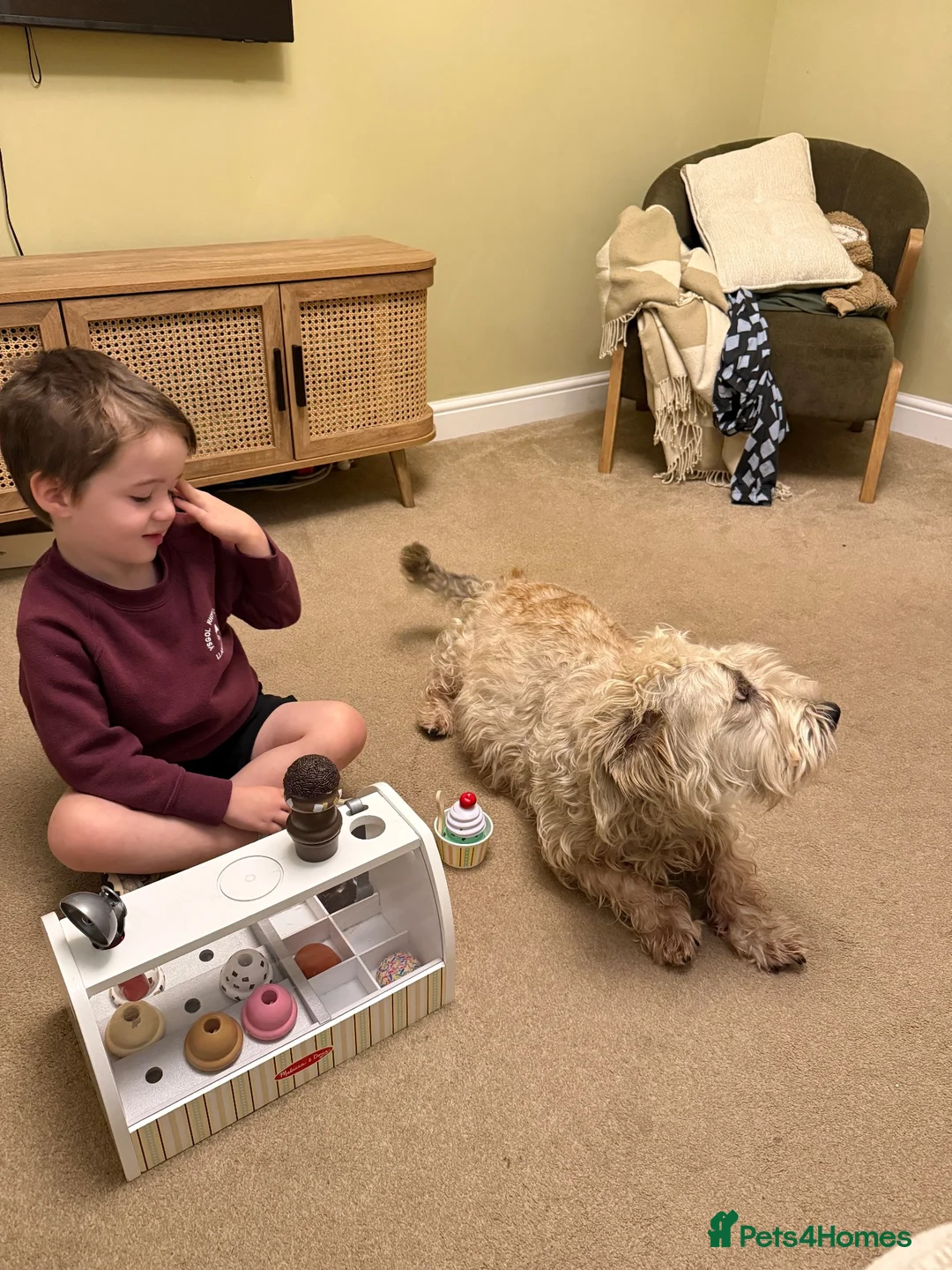 Glen of Imaal Terrier dogs for sale: Glen of Imaal Terrier Puppies - Advert 2