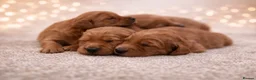 Golden Retriever dogs for sale: Exceptional KC Working golden retriever puppies  - Advert 3