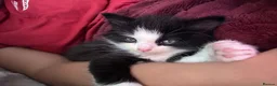 Mixed Breed cats for sale: Snuggly princess  in Weybridge - Advert 6
