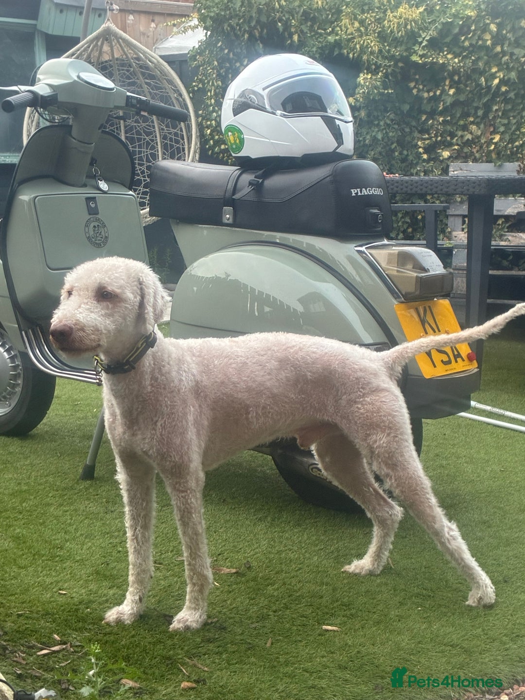 Bedlington Terrier dogs for stud: Bedlington Terrier - Liver - AGE5 in Darlington - Image 21