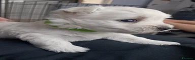 West Highland Terrier green 