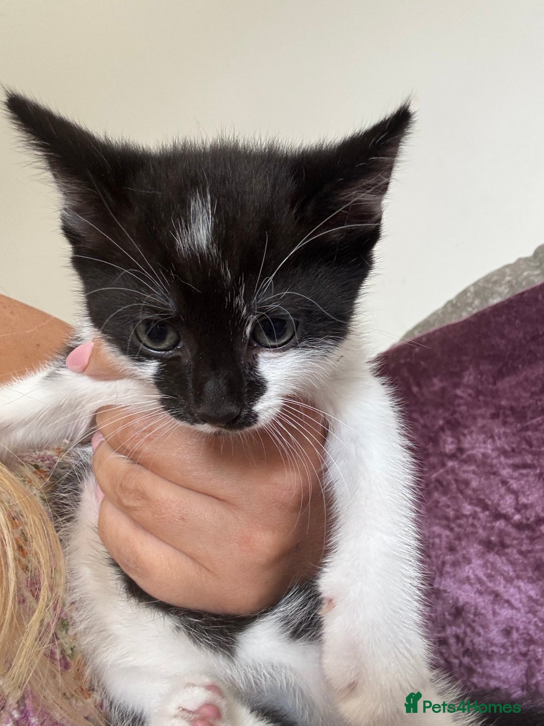 Mixed Breed cats for sale: Ready for new home  - Image 4